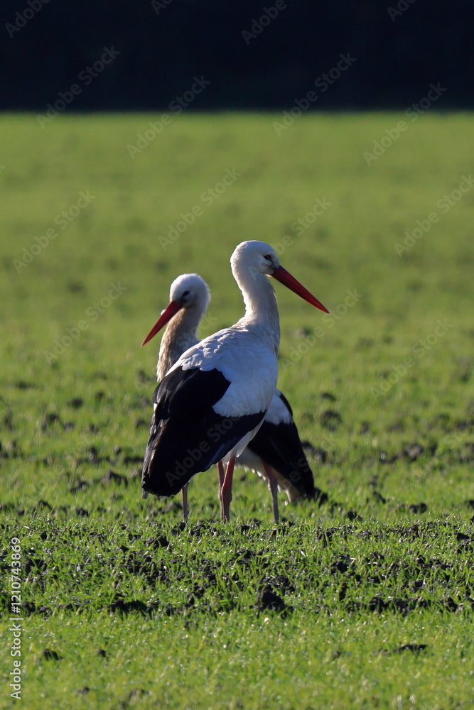 Fototapeta premium luce del mattino