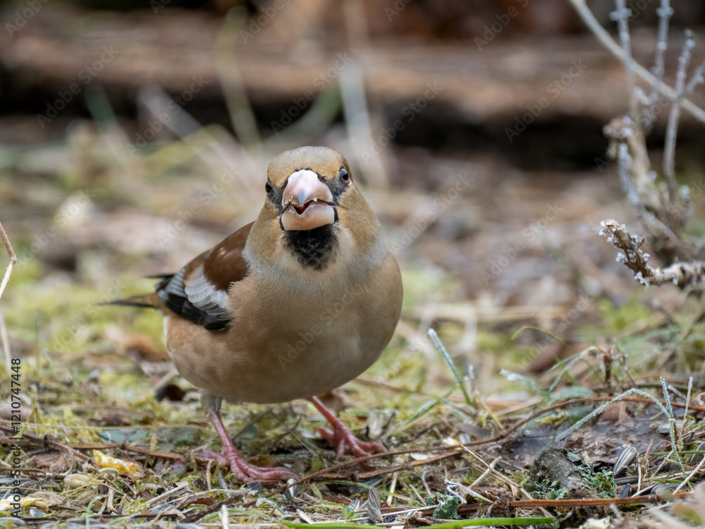 Kernbeißer (Coccothraustes coccothraustes) Kernbeißer (Coccothraustes coccothraustes)