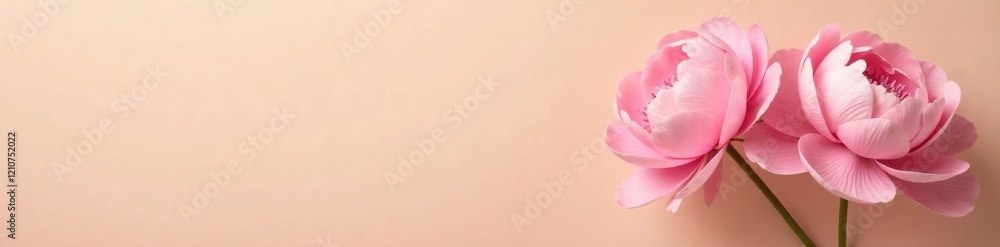 Obraz premium Soft pink peonies against a warm beige background, soft pink, inviting, warm