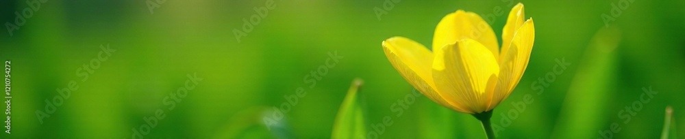 Bright yellow petals unfolding on a slender stem, green, willow leaves, grass Bright yellow petals unfolding on a slender stem, green, willow leaves, grass