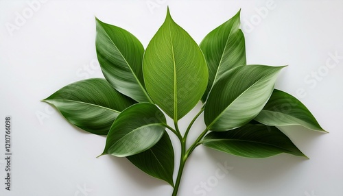 Wallpaper Mural Closeup of vibrant green tropical leaves with detailed veins, arranged against a soft white background, showcasing natural beauty and simplicity. Ideal for plant, nature or botanical themes. Torontodigital.ca
