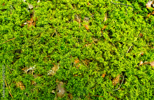 Green moss, background texture. natural green moss with Christmas tree toys and Christmas tree cones. forest moss close-up. photo