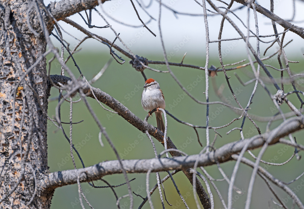 Chipping Sparrow in a Pine Tree