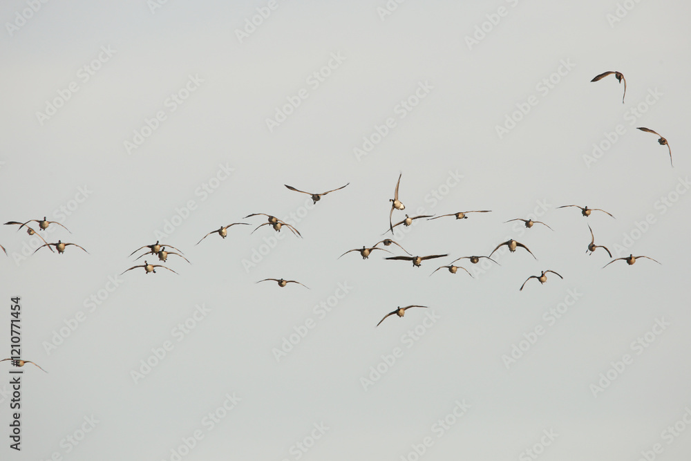 birds in flight birds in flight