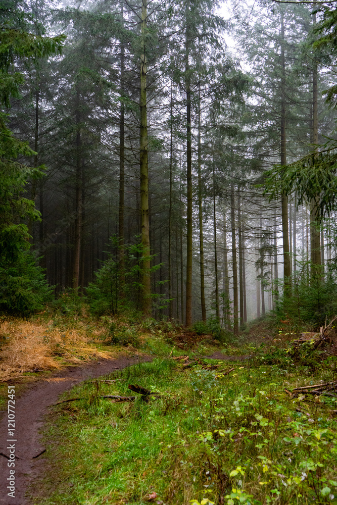 Obraz premium Beautiful foggy autumn scenery with fall trees and dry grass in a forest.