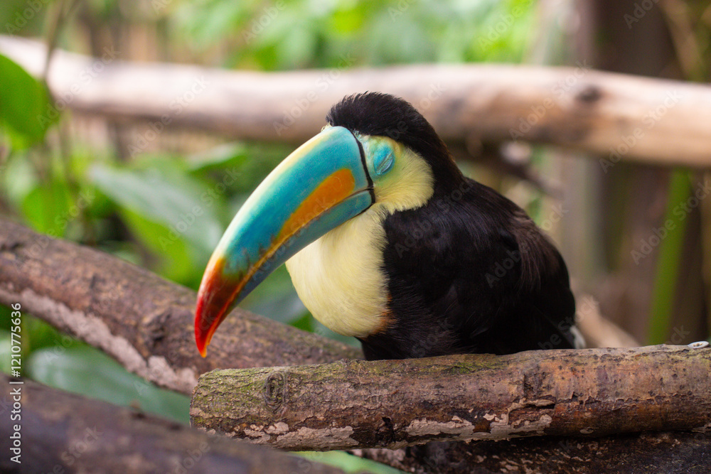 Obraz premium a beautiful Rainbow toucan bird with a large colorful beak sits on a tree