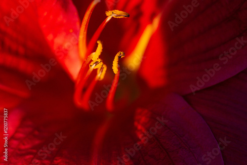 close up of a beautiful Hailardia flower in the garden photo