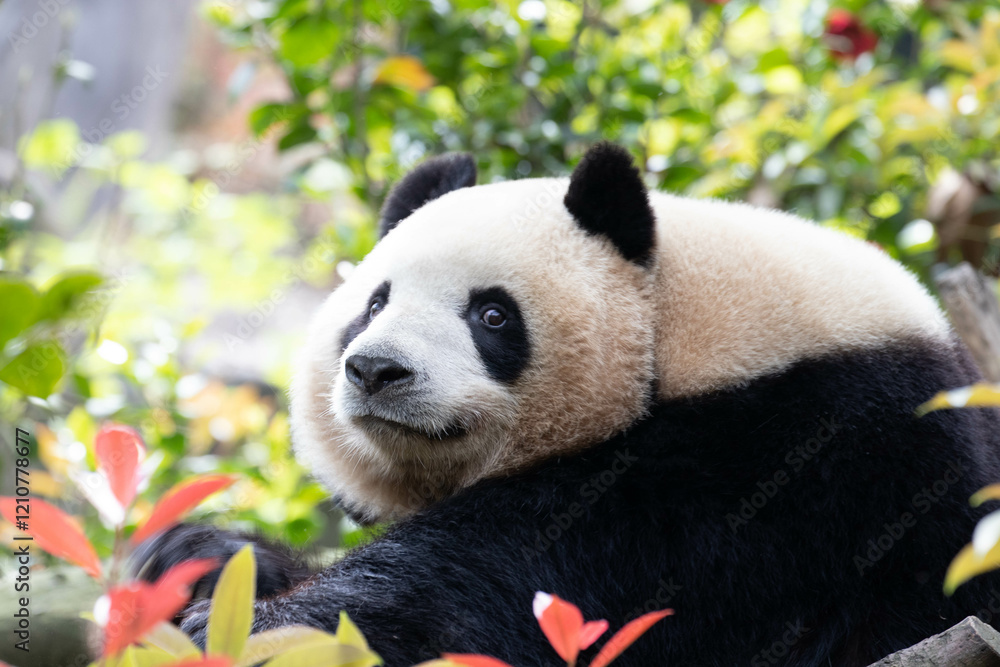 Obraz premium Close up Female Panda, Mei Lan aka Rou Rou, China