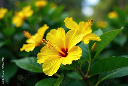 Bright yellow hibiscus flowers blooming in a tropical garden, tropical flower, flower, foliage