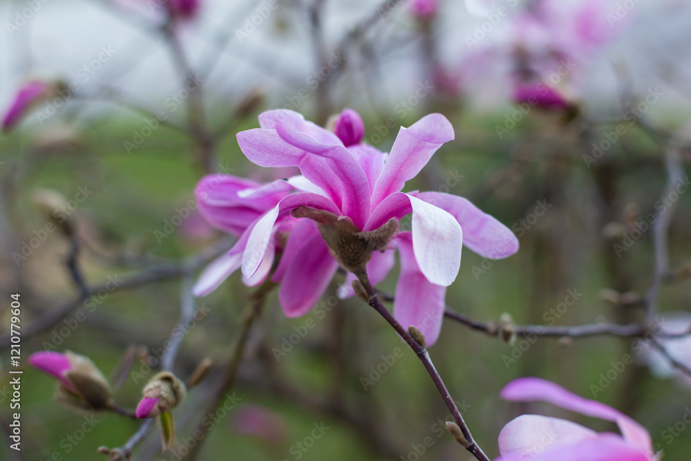 Obraz premium close up of beautiful pink magnolia flowers in the garden