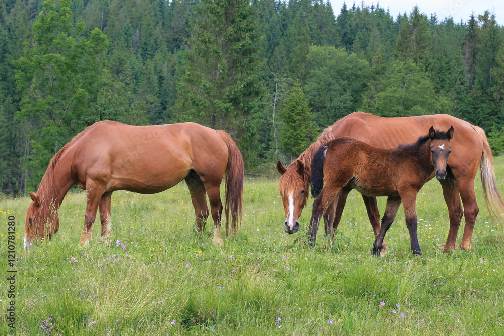 beautiful brown horses graze on a pasture in the mountains and eat grass beautiful brown horses graze on a pasture in the mountains and eat grass