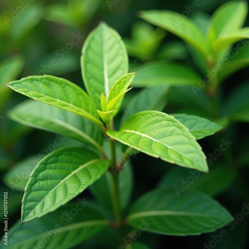 Delicate spotted leaves on Bagonia maculata plants, herbaceous plants, flowering plants, biodiversity photo