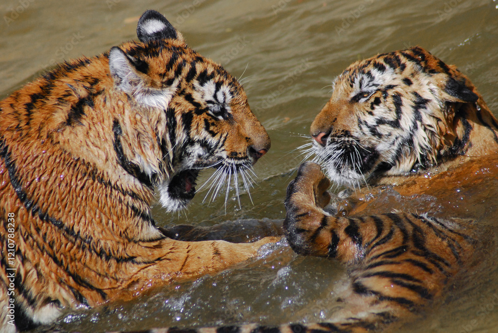 Fototapeta premium a beautiful big tiger is playing in a pool of water in a zoo
