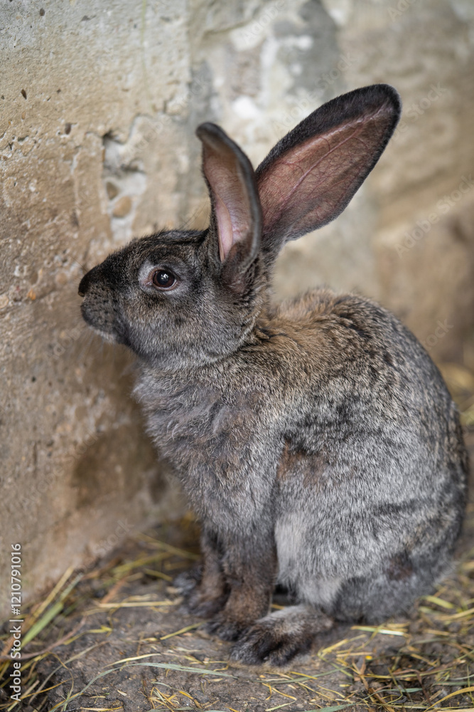 a beautiful grey domestic rabbit is grazing and walking in the enclosure outdoors a beautiful grey domestic rabbit is grazing and walking in the enclosure outdoors