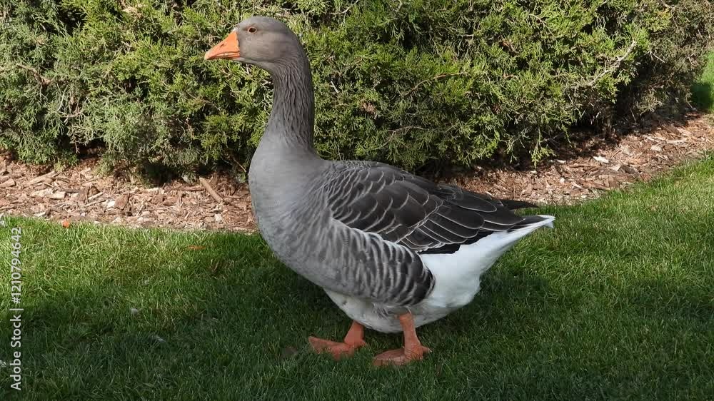 A large domestic goose walking gracefully on a green lawn, with a backdrop of lush green juniper bushes, creating a serene and picturesque scene A large domestic goose walking gracefully on a green lawn, with a backdrop of lush green juniper bushes, creating a serene and picturesque scene