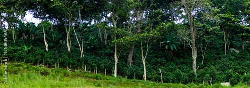 A hillside coffee plantation with coffee plants growing under the shade of a gallery forest, mixed with trees and banana plants