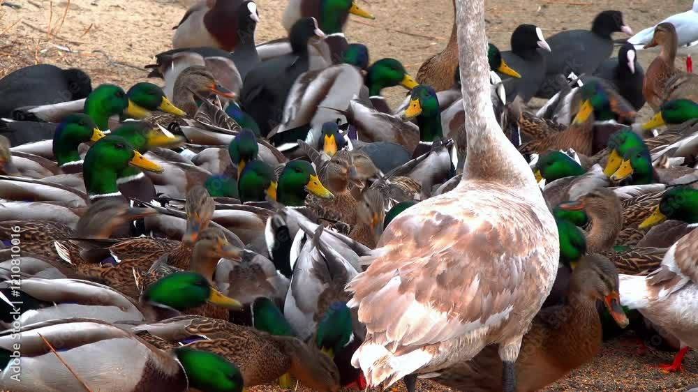 Swans and wild ducks eat grain on the shore of a reservoir where people feed them in winter, Black Sea, Odessa