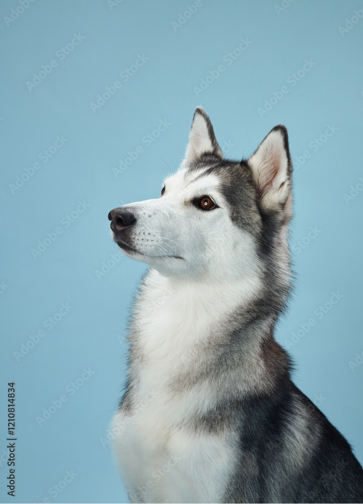 A Siberian Husky dog sitting gracefully against a blue background, showcasing its striking black and white fur and piercing blue eyes. A Siberian Husky dog sitting gracefully against a blue background, showcasing its striking black and white fur and piercing blue eyes.