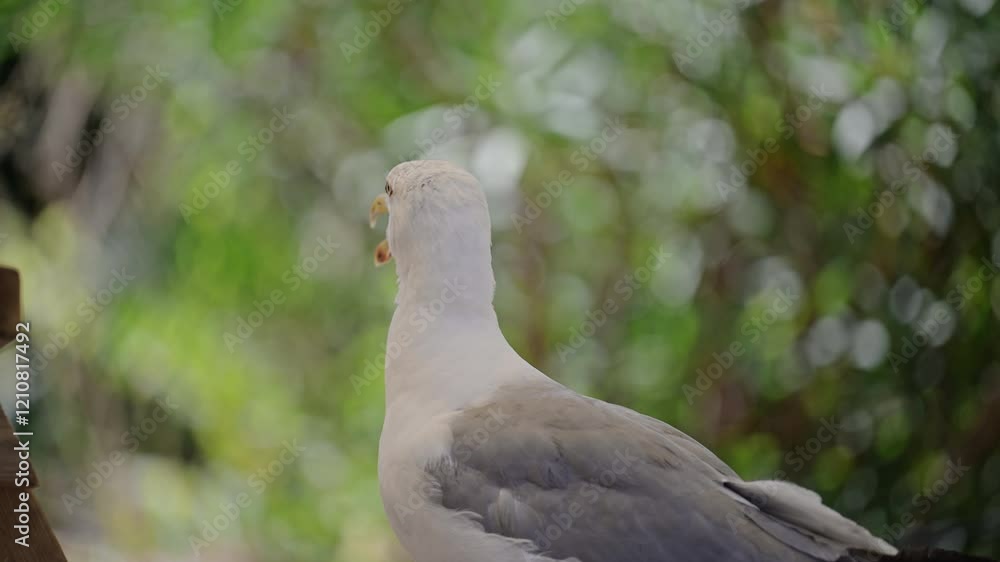 A seagull sits in the heat, mouth open in surprise, with green foliage in the background. A seagull sits in the heat, mouth open in surprise, with green foliage in the background.