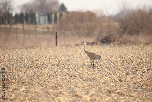 Sandhill Crane