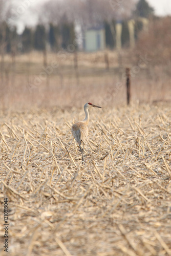 Sandhill Crane