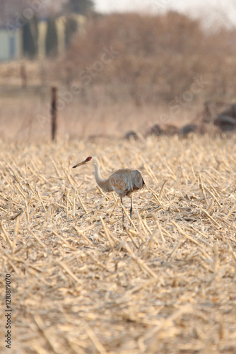 Sandhill crane