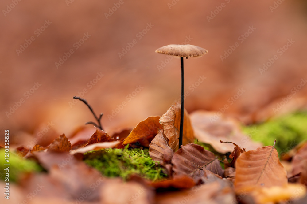 Mushroom growing amongst fallen oak leaves in a forest. Mushroom growing amongst fallen oak leaves in a forest.
