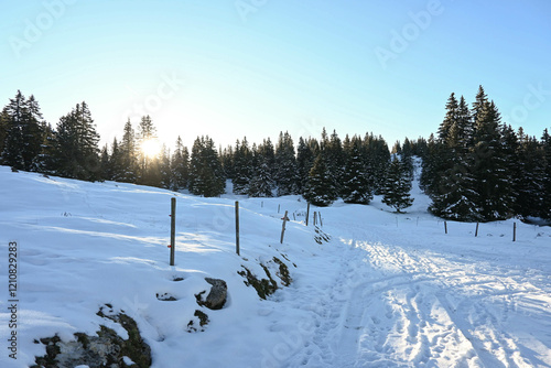 Alpine pasture in winter in the swiss Jura mountain pine woods