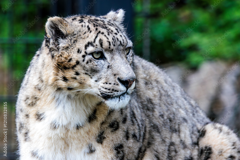 Schneeleopard Schneeleopard