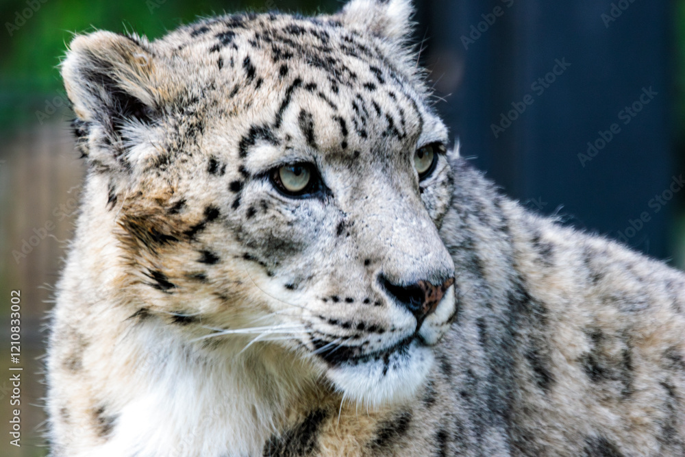 Schneeleopard Schneeleopard