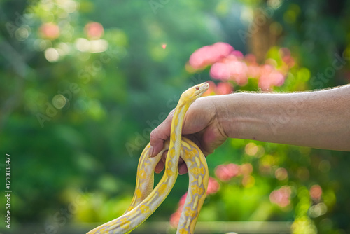 Beautiful python held in human hands. Yellow python in green garden. Albino snake. Snake with the scientific name Malayopython reticulatus. photo