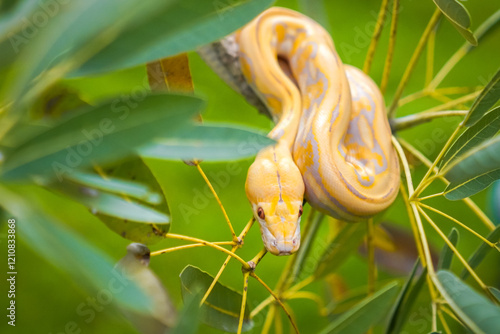 Beautiful yellow python slithering on a tree branch in a green park. Albino snake. Snake with the scientific name Malayopython reticulatus.