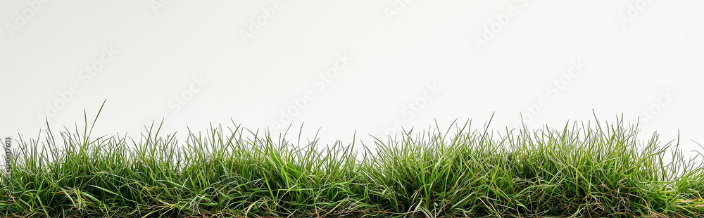Fototapeta premium Green fresh grass isolated on white background