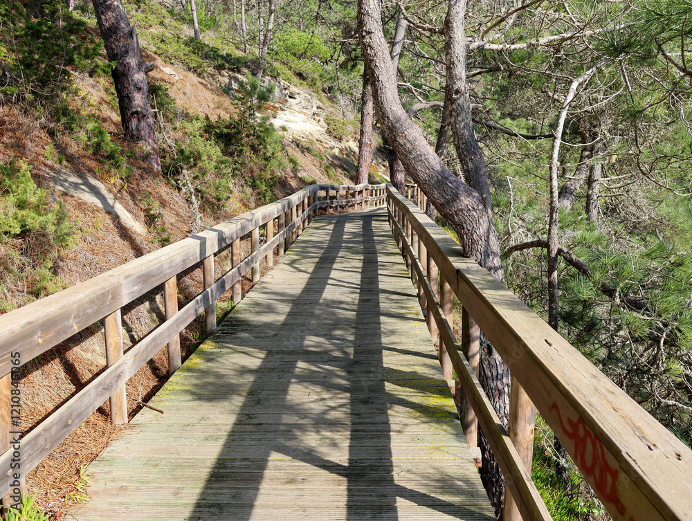 Fototapeta premium wooden bridge in the forest