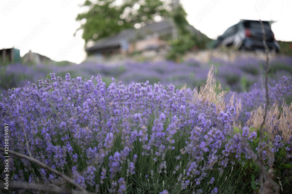 Beautiful image of lavender field over summer sunrise landscape. Blooming lavender field close-up.