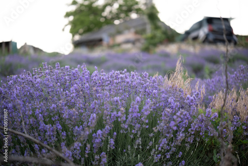 Obraz na płótnie Beautiful image of lavender field over summer sunrise landscape. Blooming lavender field close-up. w salonie