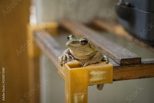 A curious frog with wide eyes peeks over the edge of a wooden platform, embodying a playful and inquisitive spirit.