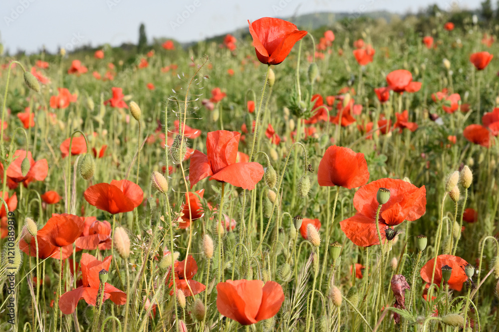 tulipani , rossi , cielo , blu , prato , fiori campana tulipani , rossi , cielo , blu , prato , fiori campana