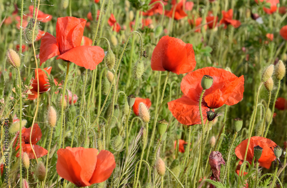 Fototapeta premium tulipani , rossi , cielo , blu , prato , fiori campana 