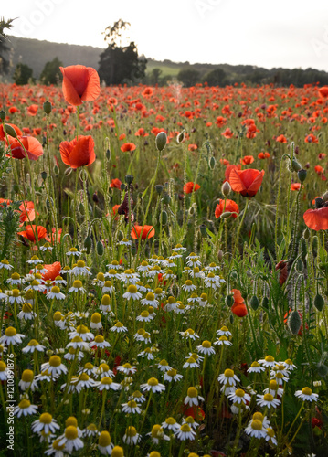 tulipani ,  rossi  , cielo , blu , prato , fiori campana  photo