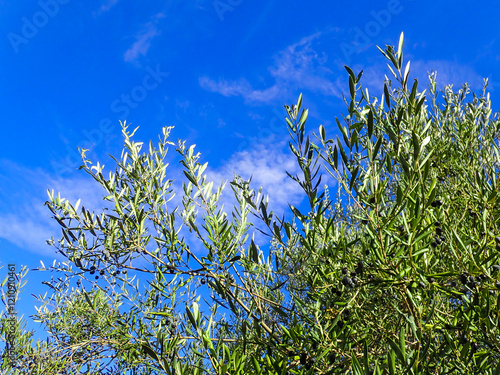 Olive tree branches with beautiful natural light and blue sky in background. Olive leaves blooming. Space for text, oil extraction process, olive tree leafs, Harvesting olives in Jijel Algeria Africa. photo