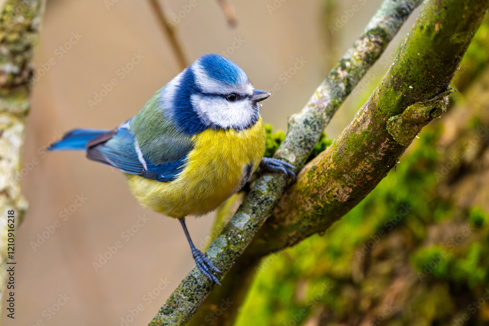 Blaumeise (blue tit) im Herbst, Winter auf einem Ast / Vogel