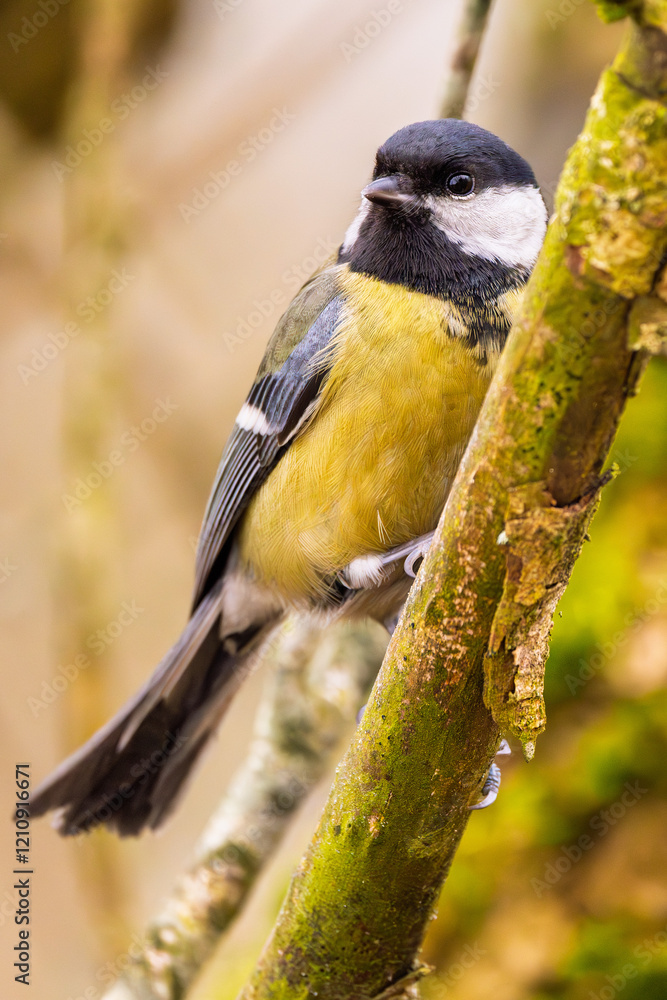 Obraz premium Kohlmeise im Winter auf einem Ast / Vogel
