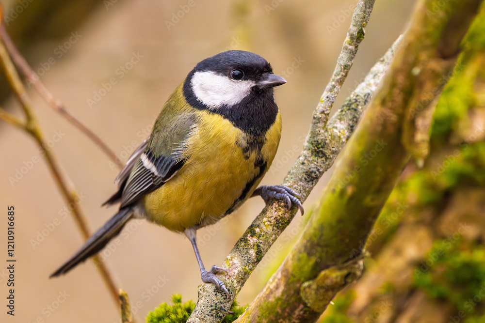 Fototapeta premium Kohlmeise im Winter auf einem Ast / Vogel