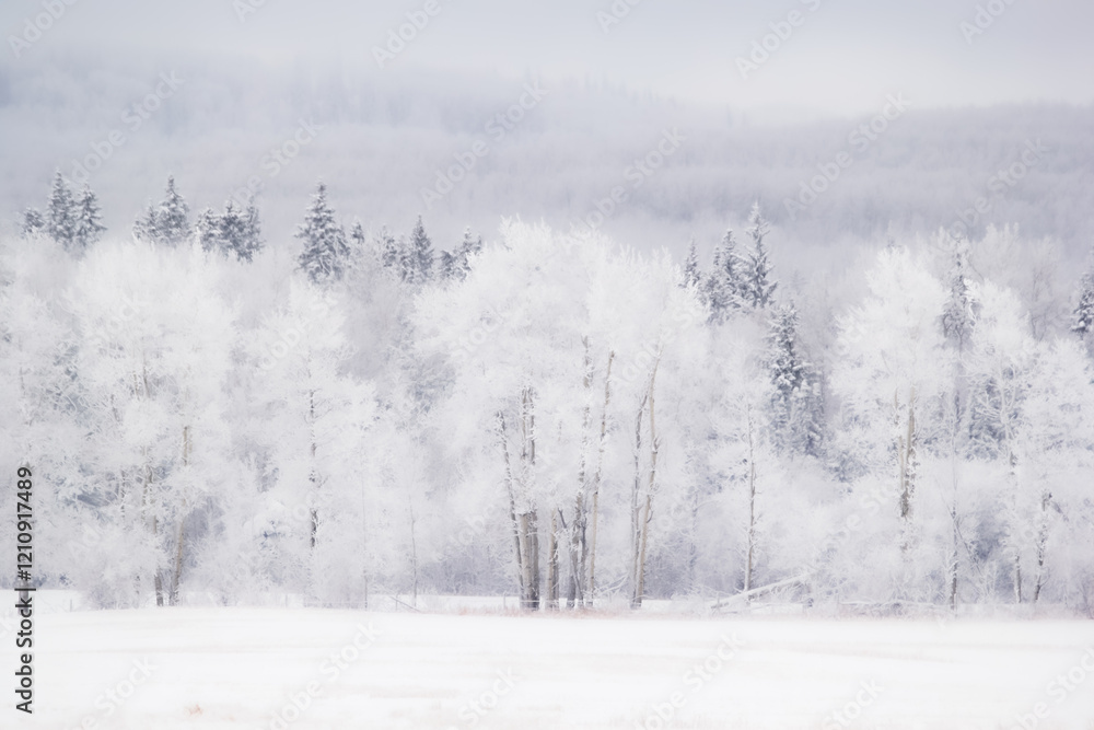 Scenic white landscape in winter frozen prairies, snowy field and line of woods on hills covered with hoarfrost