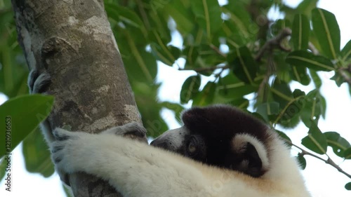 A young crowned sifaka (Propithecus coronatus) lemur is seen eating the trunk of a tree in the forests of western Madagascar, highlighting its feeding habits within the natural environment. photo