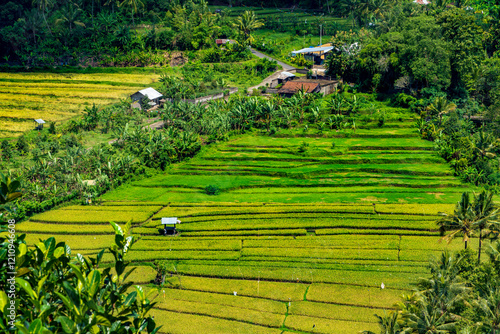 Beautiful rice field in Pupuan Bali Indonesia