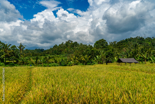 Beautiful rice field in Pupuan Bali Indonesia