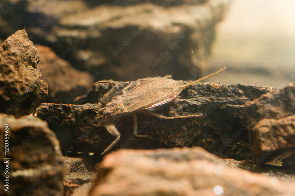 Water scorpion (Nepa cinerea). Predatory aquatic bug in the family Nepidae, with caudal process that acts as breathing tube. Sardinia, Italy Water scorpion (Nepa cinerea). Predatory aquatic bug in the family Nepidae, with caudal process that acts as breathing tube. Sardinia, Italy