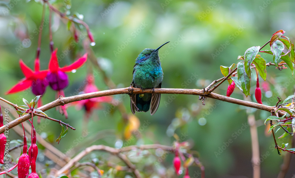 Mexican violetear hummingbird perched on a branch in a garden, brightly colored flowers in the background. Mexican violetear hummingbird perched on a branch in a garden, brightly colored flowers in the background.